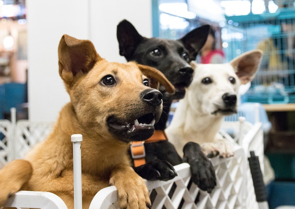 Three dogs looking at something off camera