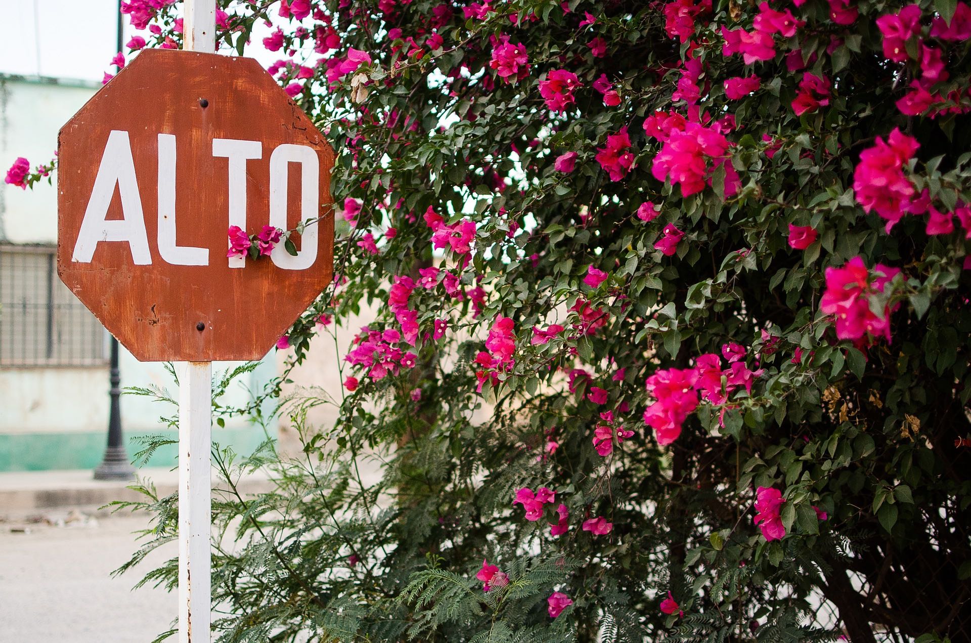 Bougainvillea bush beside a red stop sign in Spanish "Alto" it says and looks painted by hand.