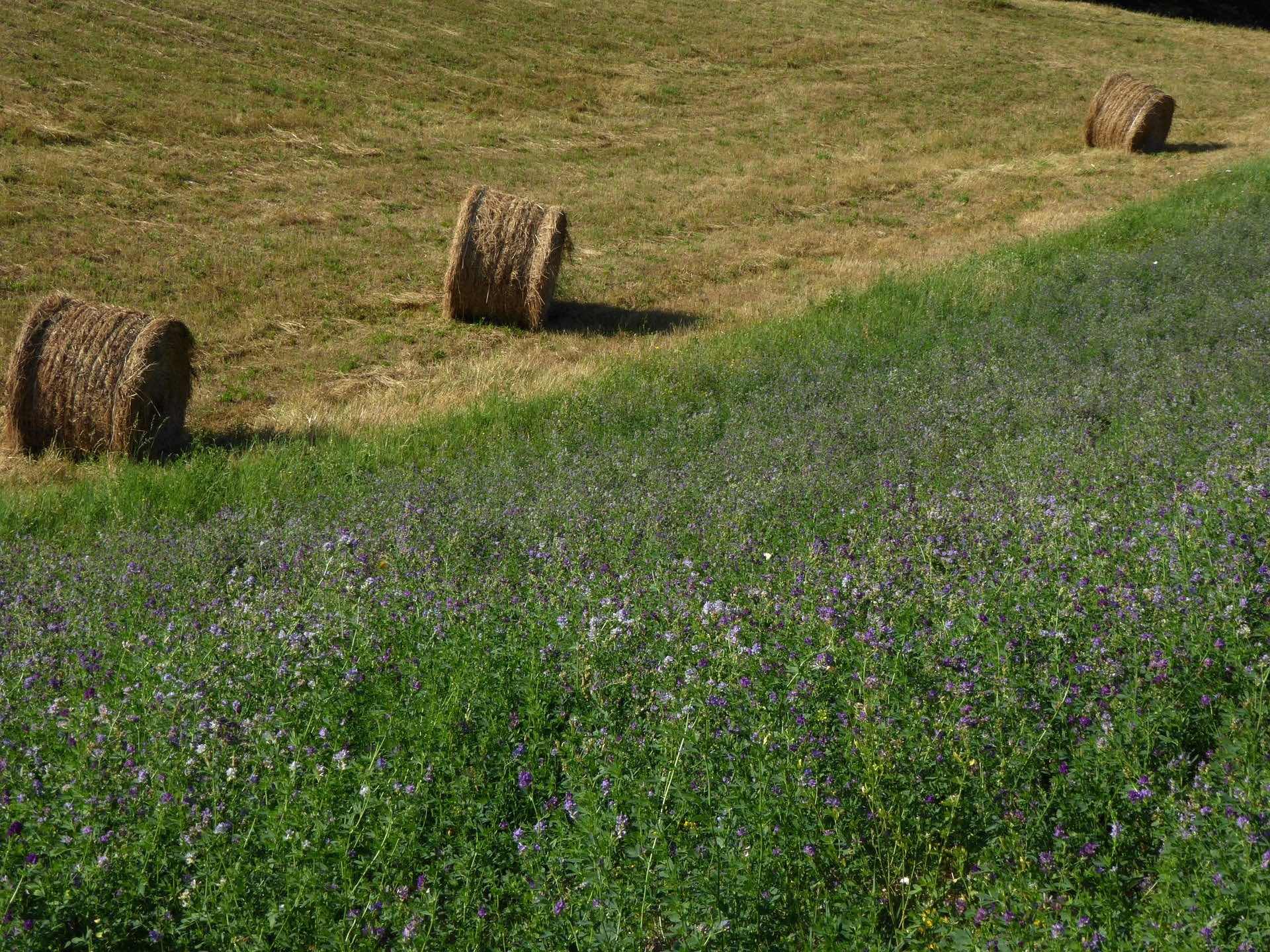 Hay is rolled next to a field of green with Lavender