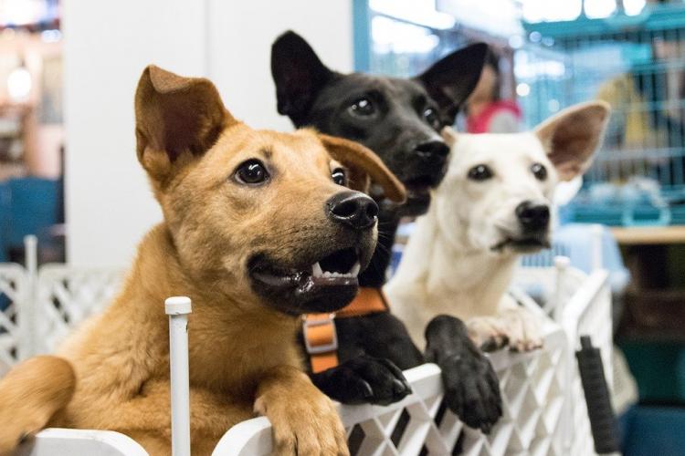 Three dogs looking at something off camera