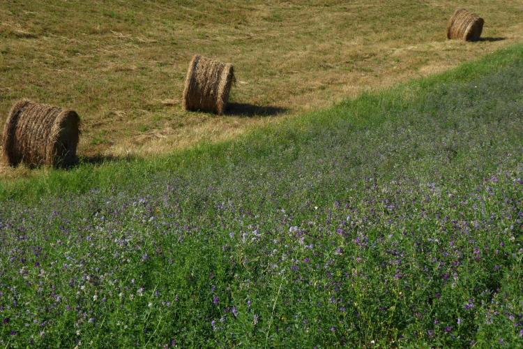 Hay is rolled next to a field of green with Lavender