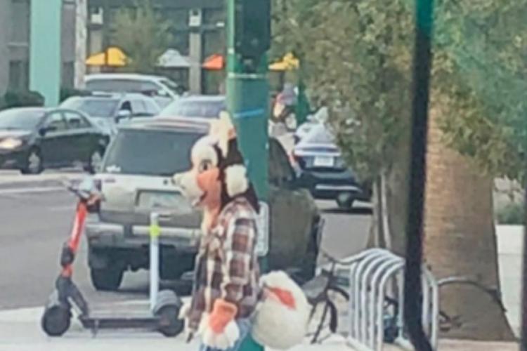 A furry is sighted in Downtown Phoenix, Arizona A person is suited in an orange, black, and white anthropomorphic doglike costume in Downtown Phoenix, Arizona