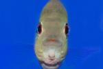 Endangered pupfish secures home at AWC