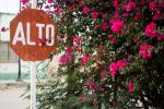 Bougainvillea bush beside a red stop sign in Spanish