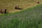 Hay is rolled next to a field of green with Lavender